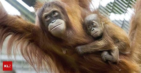 Gruppe Aus 800 Affen Neue Orang Utan Art Auf Sumatra Entdeckt