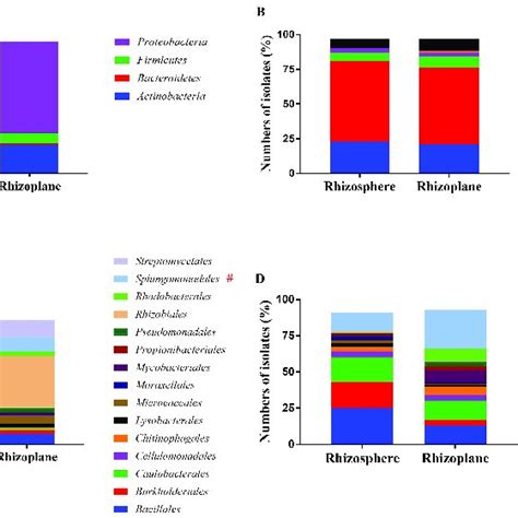 The Taxonomic Distribution Of Bacterial Isolates Obtained From The