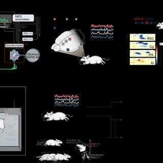 Overview Of Experimental Design And Data Analysis Strategy A