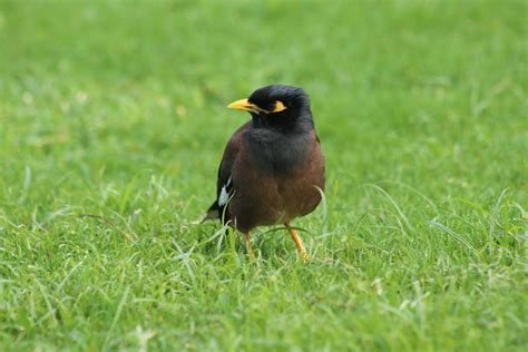 Common Myna Feederwatch