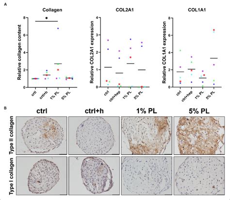 Collagen Production Of Chondrocytes In D Pellet Cultures Collagen