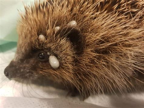 Hedgehog Awareness Week Pet Samaritans