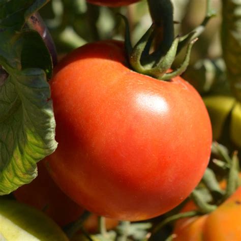 Tomate Cobra F En Plants Greffes Vari T Ronde Sp Ciale Abris