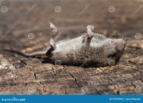 Dead Mouse Stock Photo Image Of Pets Brown Death Forest 57331506