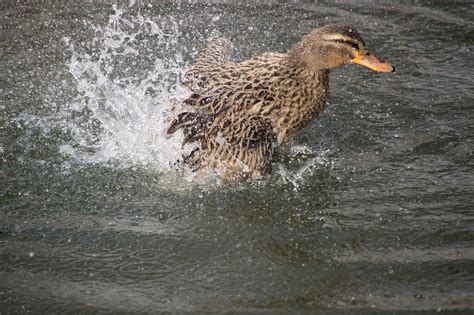 Stockente Ente Teich Kostenloses Foto Auf Pixabay Pixabay