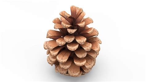 Pine Cones Collection 3d Model 29 3ds Obj Max C4d Ma Free3d