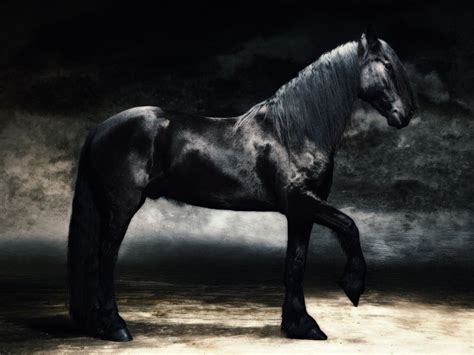 Wallpapers Stalion Stallion The Free Fresian 1024x768