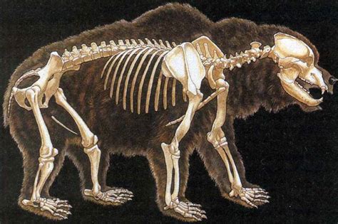 Cave Bear Ursus Spelaeus