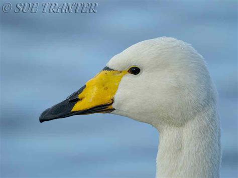 Whooper Swan Cygnus Cygnus