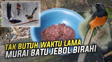 Jebol Birahi Cara Menaikan Birahi Murai Batu Agar Cepat Kawin Youtube