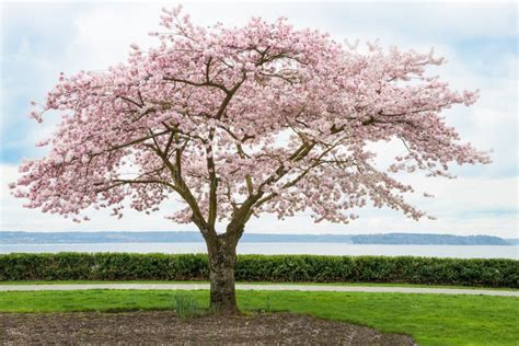 Japanese Cherry Tree In Bloom On Coast Stock Photo Image 39411656