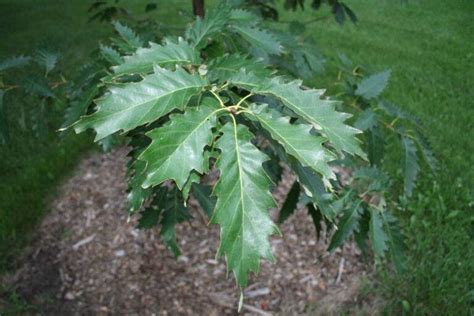 20 Interesting Facts About The Chinkapin Oak Tree