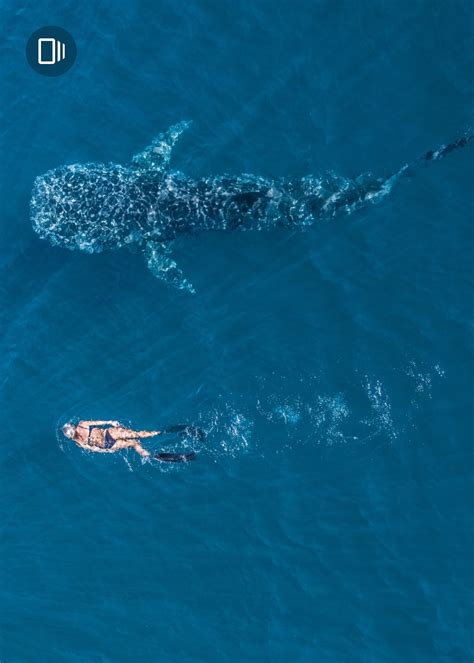 marine life swim  australian sea wonders tourism australia