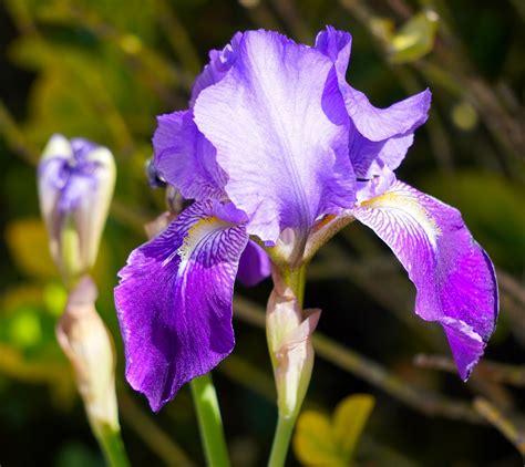 Sword Lily Iris Blue Free Photo On Pixabay Pixabay