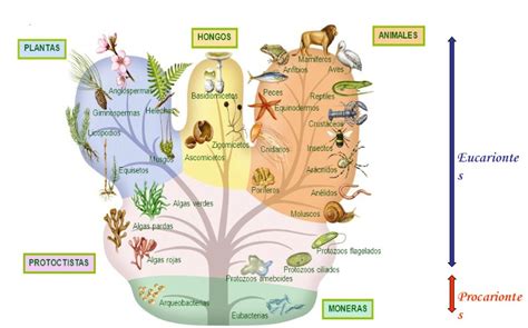 Plantae El Nombre Del Reino Vegetal Id Plantae