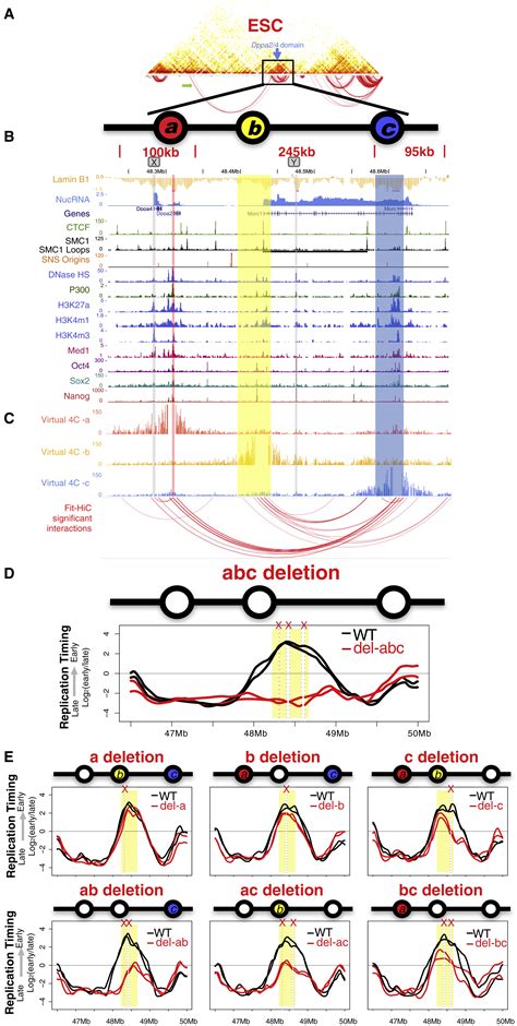 Identifying Cis Elements For Spatiotemporal Control Of Mammalian Dna