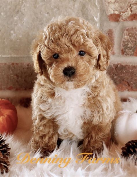 Red Maltipoo Adult