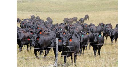 Applied Reproductive Strategies In Beef Cattle Morning Ag Clips