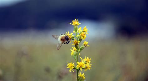 Wallpaper Sunlight Nature Green Yellow Wildlife Pollen Blossom