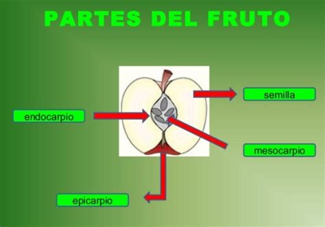 Partes Del Fruto Y Sus Funciones Resumen Con Esquema