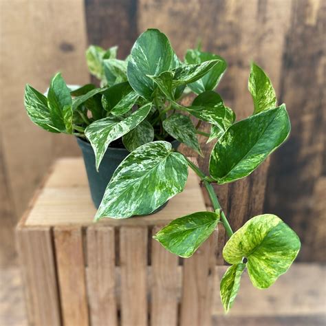 Pothos 'Marble Queen' (multiple sizes available) - TERRA Greenhouses