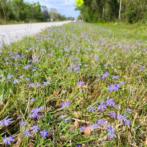 What Is That Lawn Ornament A Wildflower Turfgrass Blue Eyed Grass