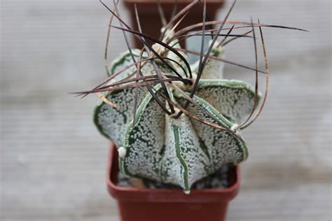 Astrophytum Capricorne Var Mayor Cactus Shop