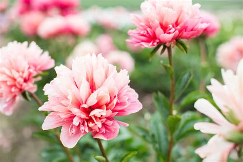 Pink Peonies To Grow And Enjoy (With Pictures) - Green Garden Cottage