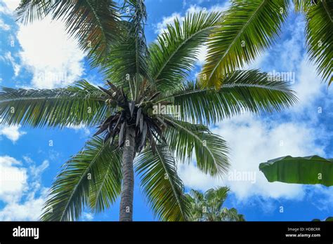 Coconut Palm Trees In Turks And Caicos Upward View With Blue Sky And