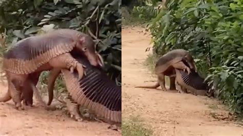 Mamífero de maior pênis do mundo é filmado acasalando em imagens inéditas