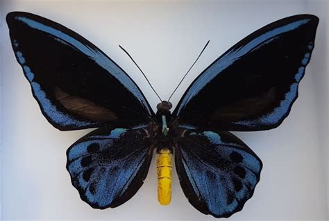 Priam S O Common Blue Birdwing In Teca Ornithoptera Catawiki