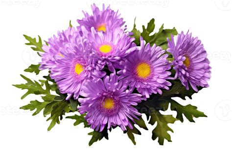 Aster Flower Pngs For Free Download