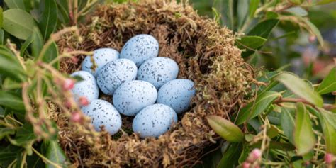 Blue Jay Eggs: Everything You Need to Know - Birdwatching Buzz