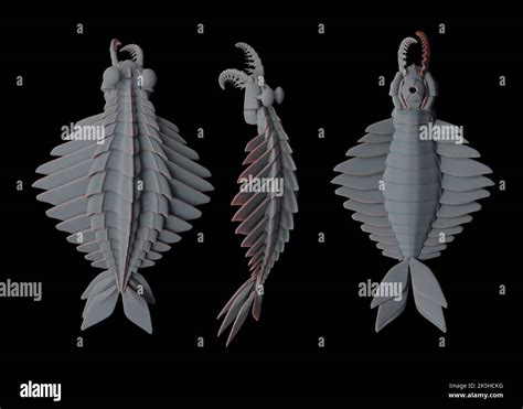 Reconstrucción fósil de Anomalocaris Canadensis a partir de la mitad