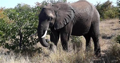 Prot Ger Les L Phants D Afrique Et Leur Habitat Beauval Nature