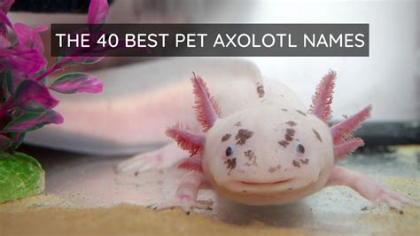 Axolotl Names Ideas Axolotl Axolotl Pet Axolotl Cute Off