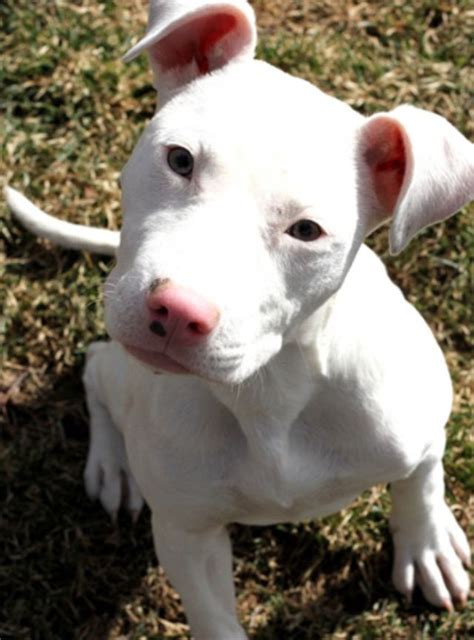 The 25+ best White pitbull ideas on Pinterest | White pitbull puppies ...