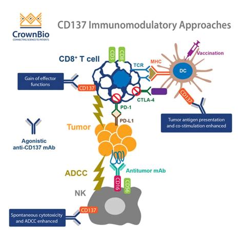 Cd137 An Important Target In T Cell Co Stimulation