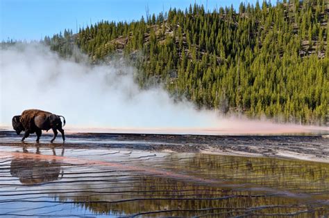 Yellowstone Private Tours - Upper Loop - Jackson | Project Expedition