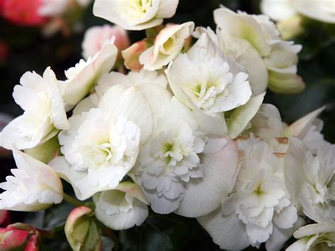 Begonia Hiemalis Amstel Clara Campbells Nursery