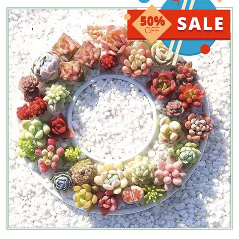 🍀【hot Sale】buy 1 Get 1 Free Growlo 200pcs Rare Succulent Seed Cactus Seeds Rare Flower Plants