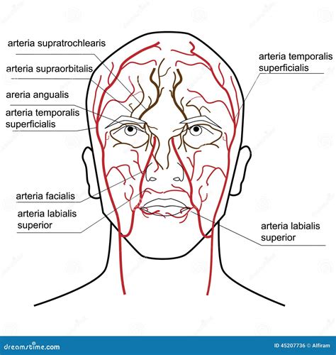 Blood Supply Of The Head Stock Vector Image 45207736