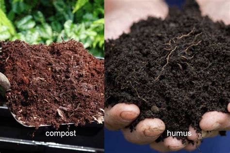 Compost Vs Humus: Which One Is Better? - Gardening Pilot