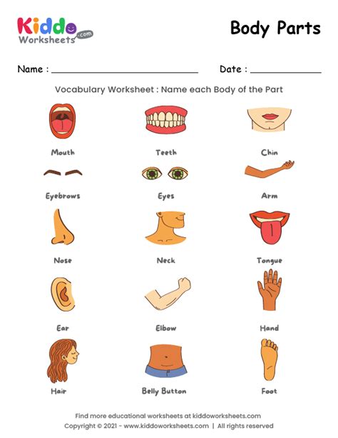 Free Printable Body Parts Worksheet Worksheet - kiddoworksheets