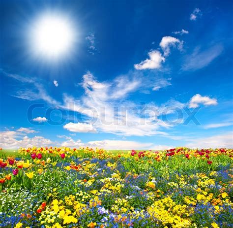 Clear Sky And Flowers