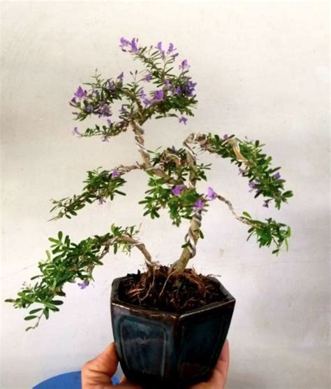 Cây Bonsai là gì? Mọi điều bạn cần phải biết về cây bonsai