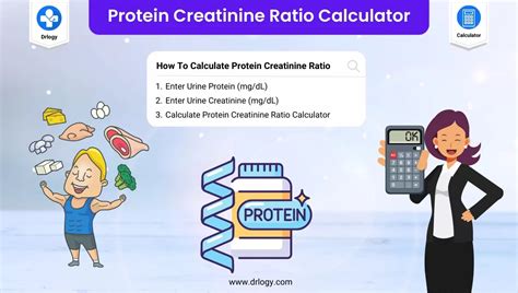 Protein Creatinine Ratio Calculator Drlogy