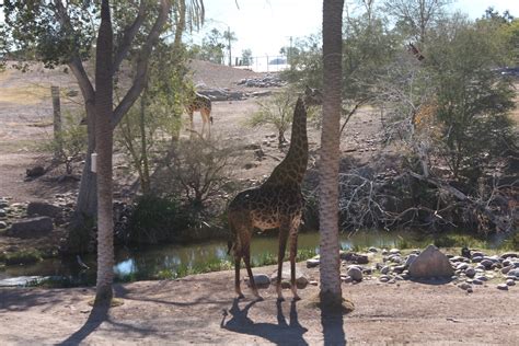 Phoenix Zoo - Zenful Photography