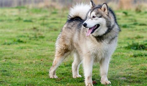 Everything You Need To Know About Alaskan Malamute Dog Breed