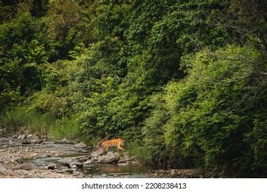 Tiger Corbett Tiger Reserve India Stock Photo 2208238413 | Shutterstock